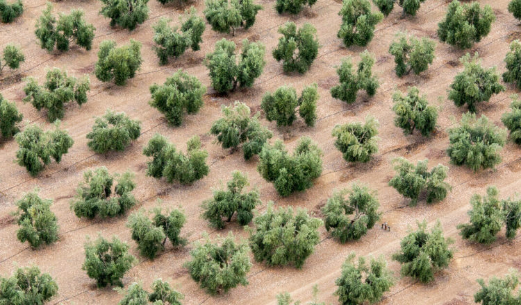 comment fonctionne lagroforesterie