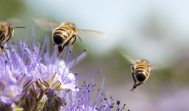 les abeilles sauvages piliers de notre agriculture